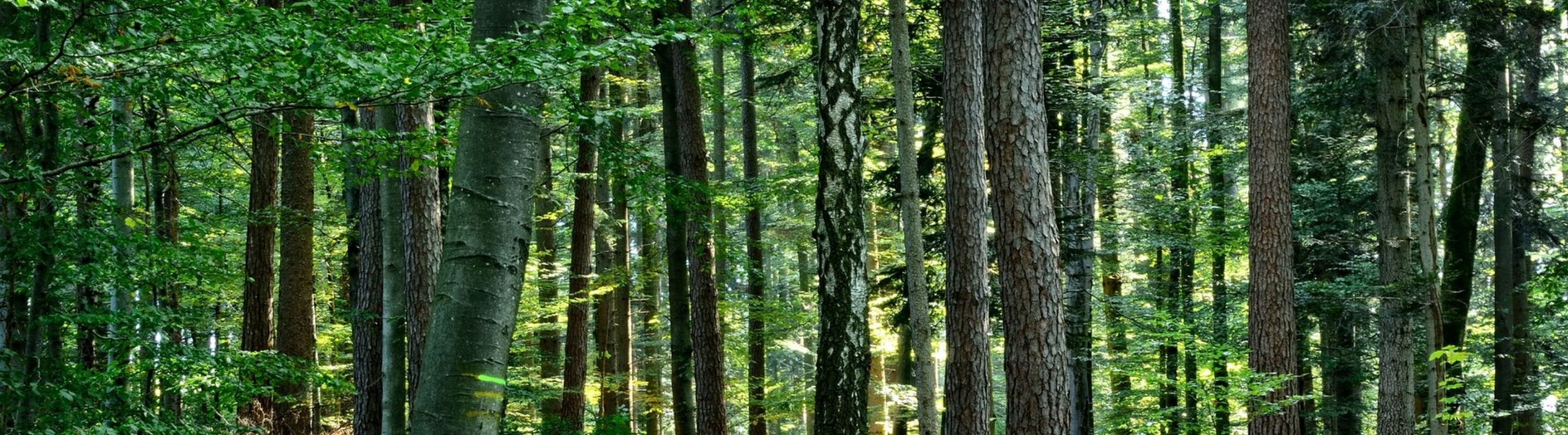 山林管理は私たちの緑豊かな暮らしのために